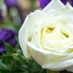 Sacred Heart Catholic Church of Pinellas Park